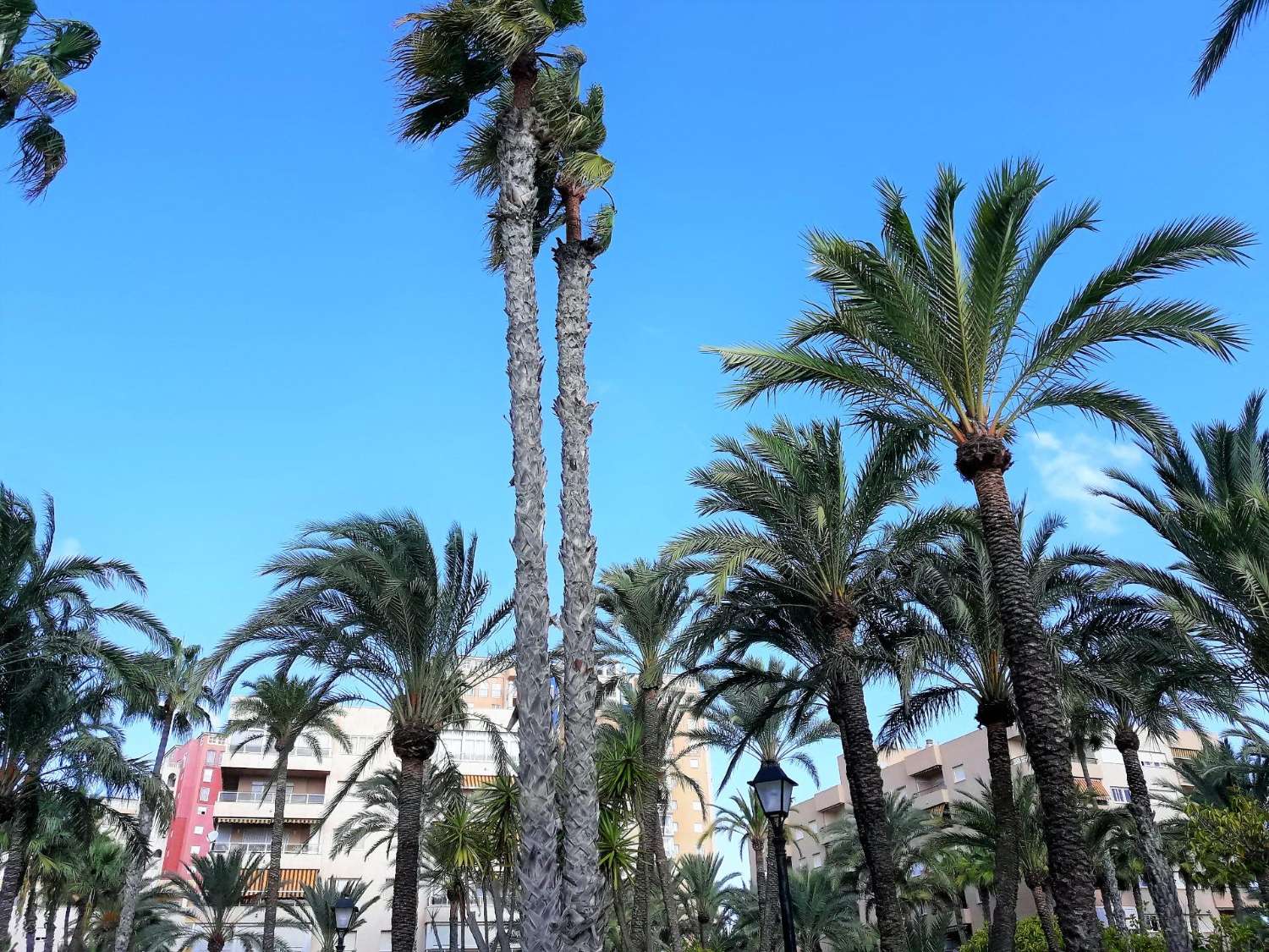 Leilighet til salgs til Playa de los Locos (Torrevieja)